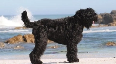 Ruski črni terier (fotografija): um, odločnost in čar